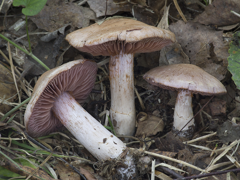 Cortinarius lucorum